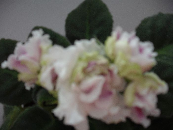 R.S GERCOGENIA