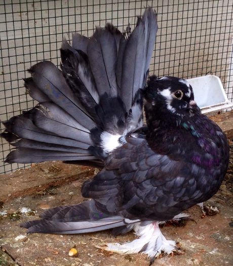 Mascul din bobati. - Pui 2022