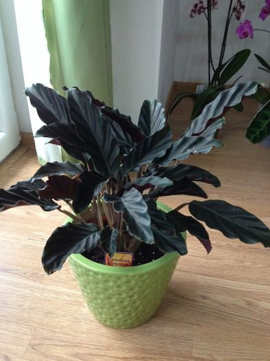 image - calathea crocata-nu mai am