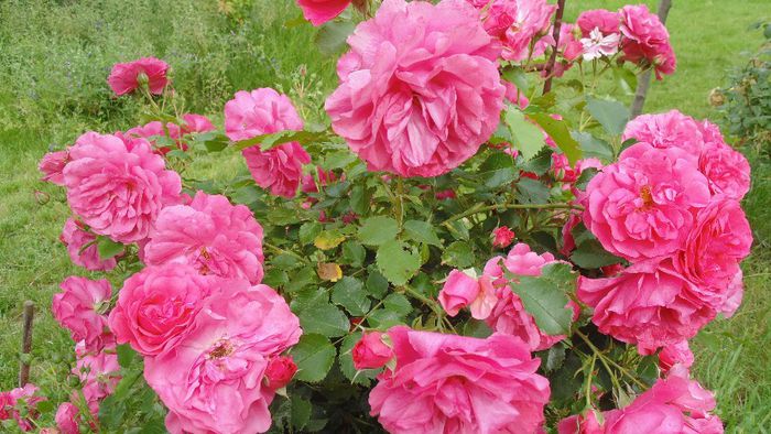 2014-05-29 Floribunda senzationala