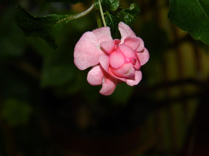 DSCN7202