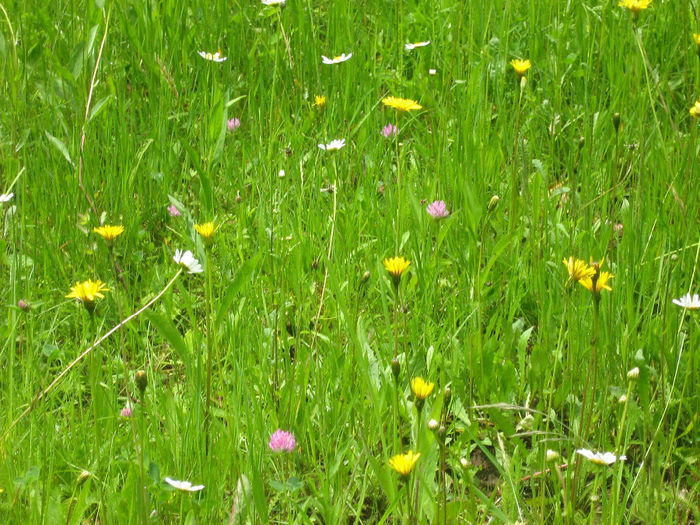 in natura 015