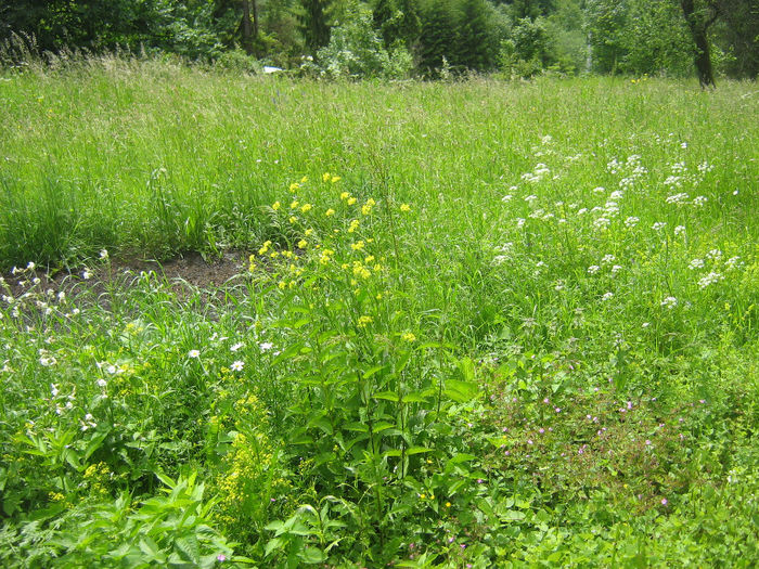 in natura 016
