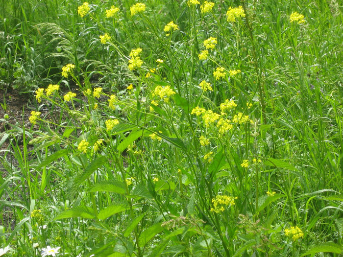 in natura 017