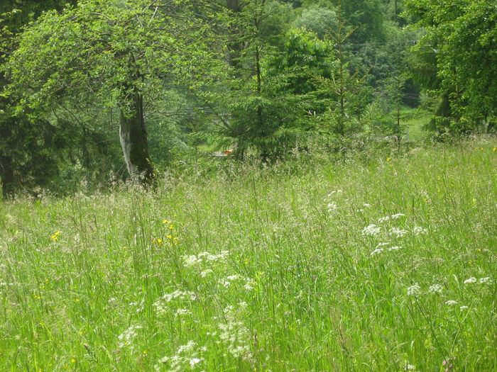 in natura 018