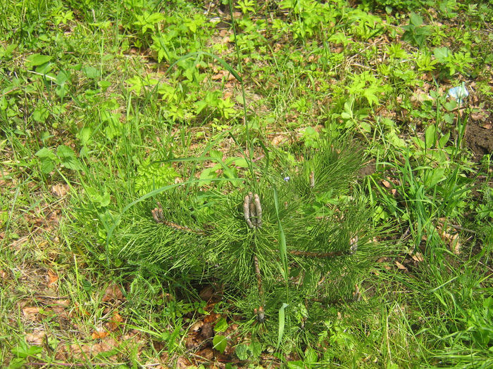 in natura 020