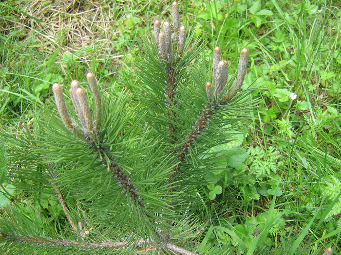 in natura 023