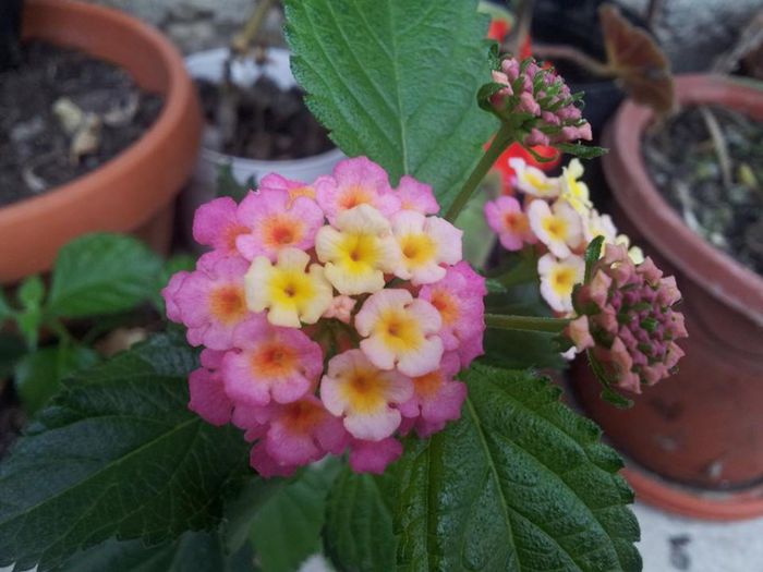 Lantana cheryy