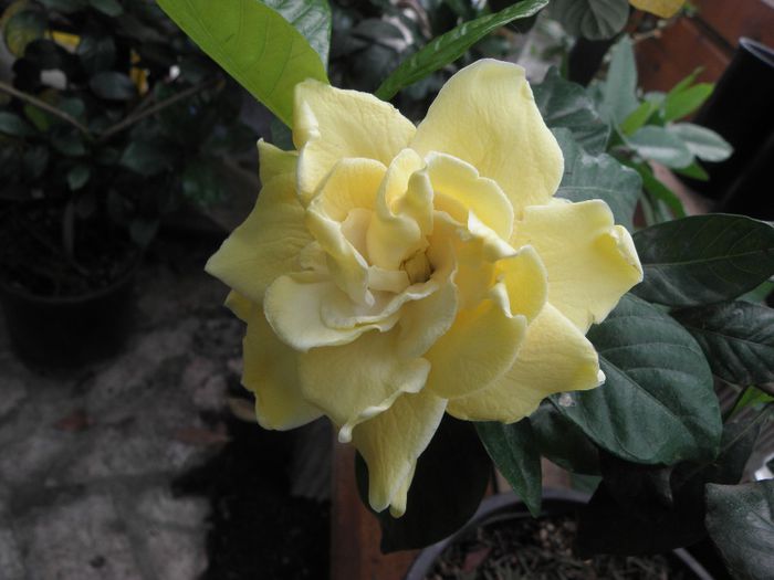 P6040005 - Gardenia - Jasminoidis floare mare altoita