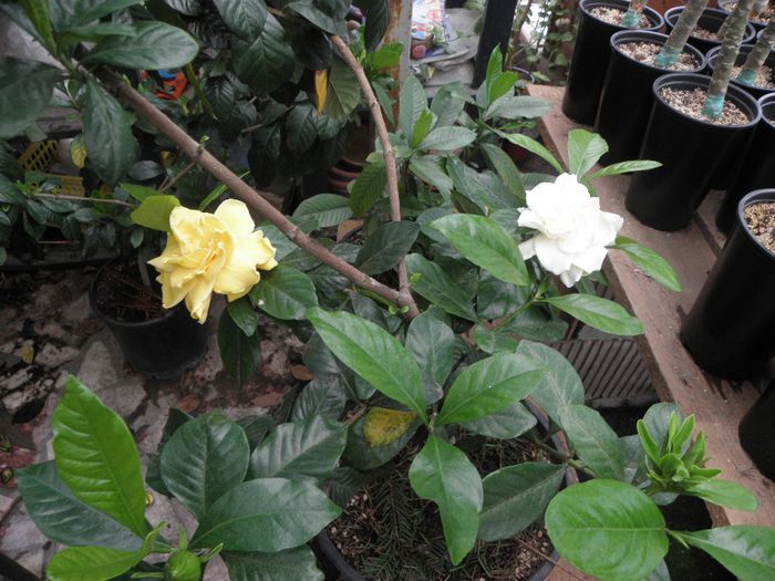 curios!aceeasi planta cu 2 culori de flori - Gardenia - Jasminoidis floare mare altoita