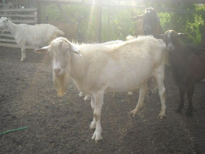 300 euro buc.
