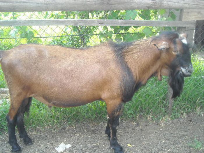 300 euro buc.