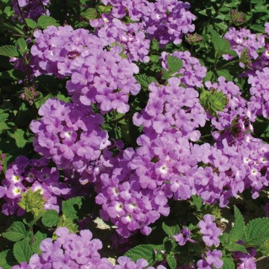 Lantana Luscious Grape - Doresc sa cumpar