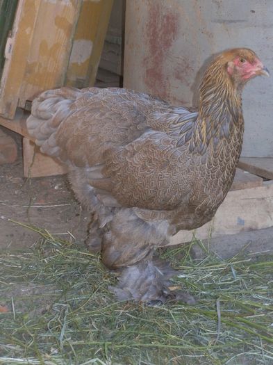 P6054481