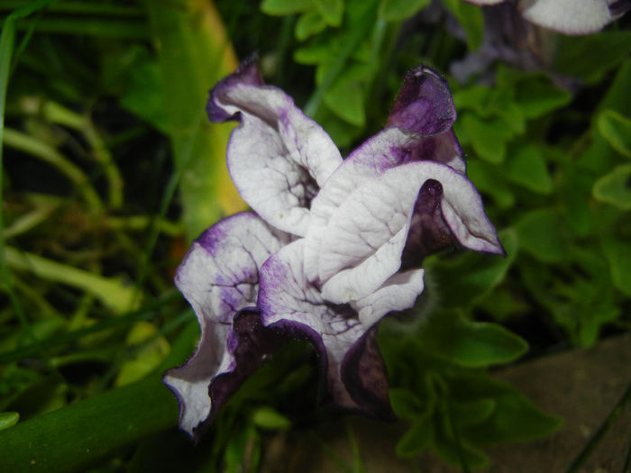 Petunia (2014, May 16)