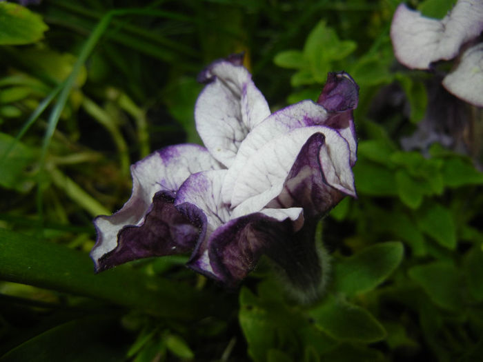 Petunia (2014, May 16)