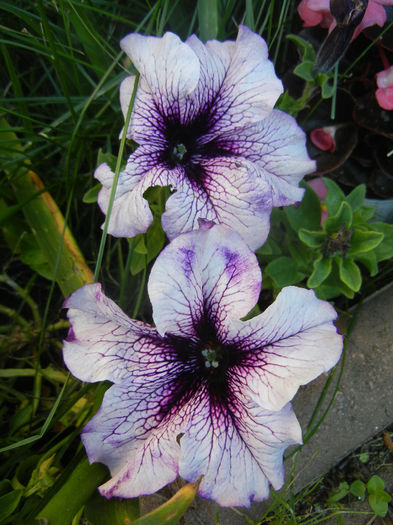 Petunias (2014, May 17)
