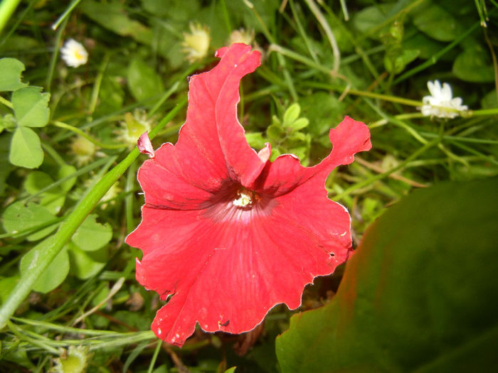 Red Petunia (2014, May 29)