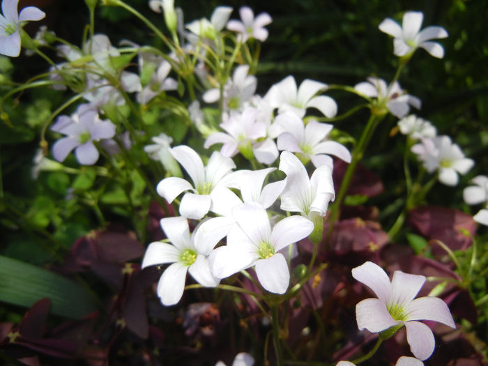 Oxalis Atropurpurea (2014, May 21) - Oxalis Atropurpurea