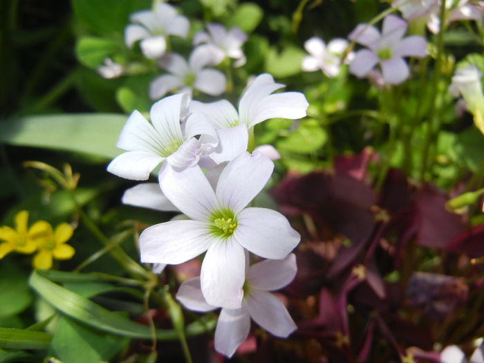 Oxalis Atropurpurea (2014, May 21) - Oxalis Atropurpurea