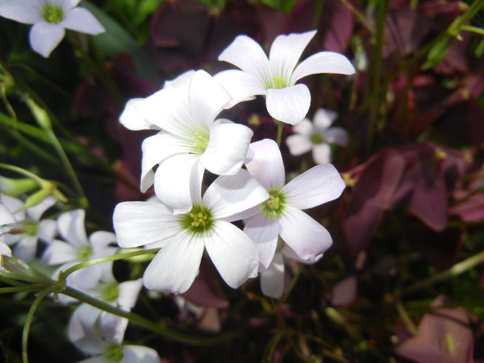 Oxalis Atropurpurea (2014, May 21) - Oxalis Atropurpurea