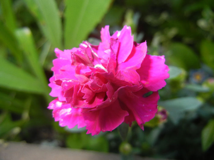 Dianthus chinensis (2014, May 21) - Dianthus Chinensis