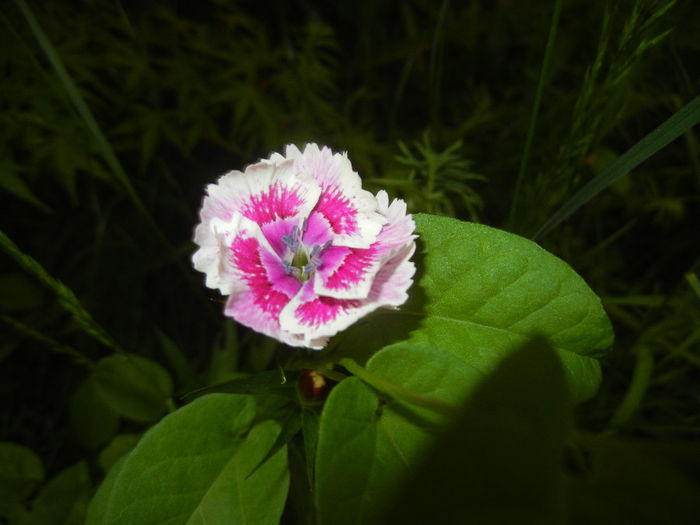 Dianthus chinensis (2014, May 24) - Dianthus Chinensis