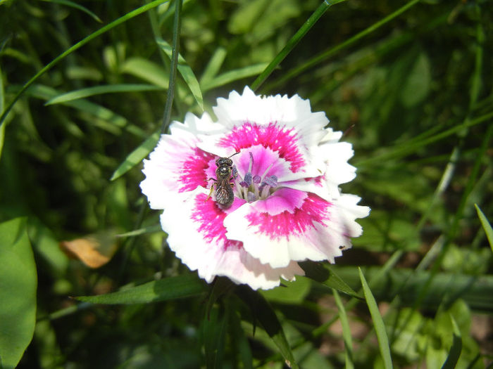 Dianthus chinensis (2014, May 26) - Dianthus Chinensis