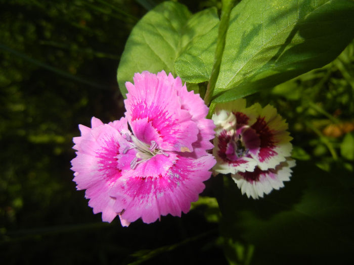 Dianthus chinensis (2014, May 26) - Dianthus Chinensis