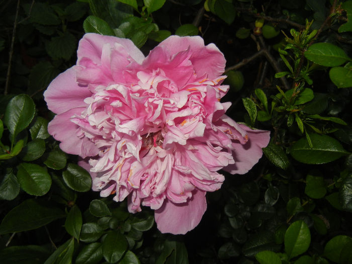 Peony. Bujor (2014, May 24) - BUJORI_Peony Paeonia