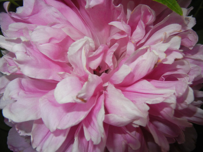 Peony. Bujor (2014, May 24) - BUJORI_Peony Paeonia