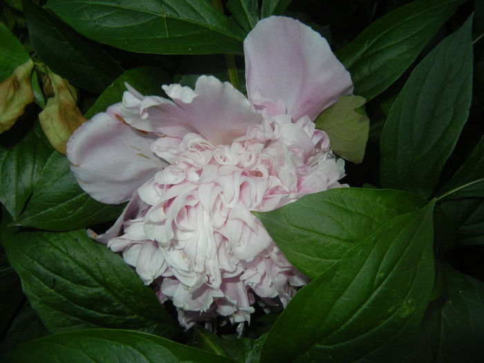 Peony. Bujor (2014, May 24) - BUJORI_Peony Paeonia