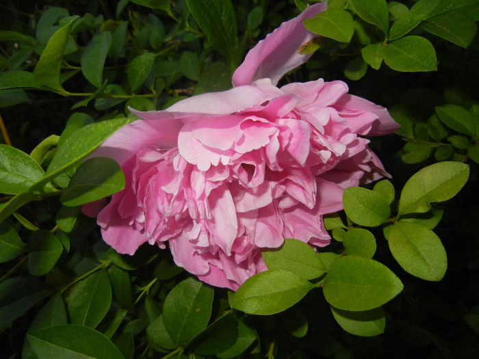 Peony. Bujor (2014, May 24) - BUJORI_Peony Paeonia