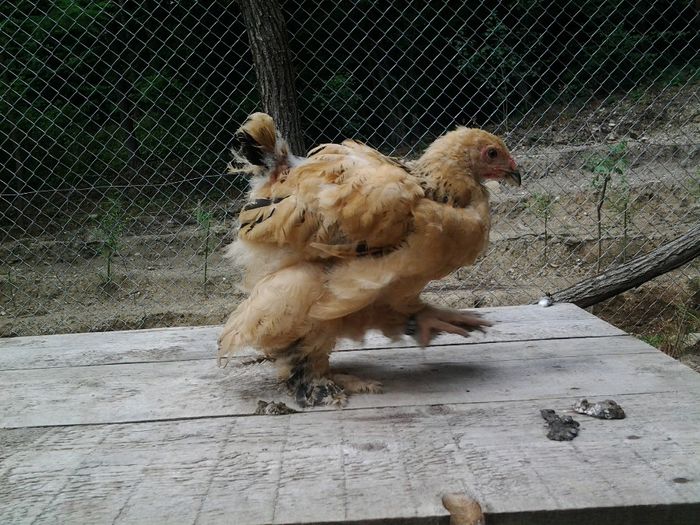 20140605_154325 - pui a 2 serie 2014