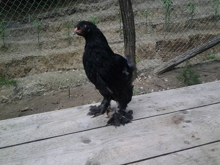 20140605_153108 - pui a 2 serie 2014