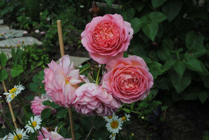 Jubilee Celebration, 5 iunie - yyy 2014 Trandafiri si clematite