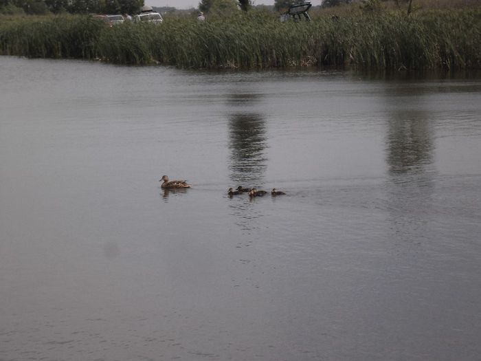 SAM_5253 - DE PRIN NATURA