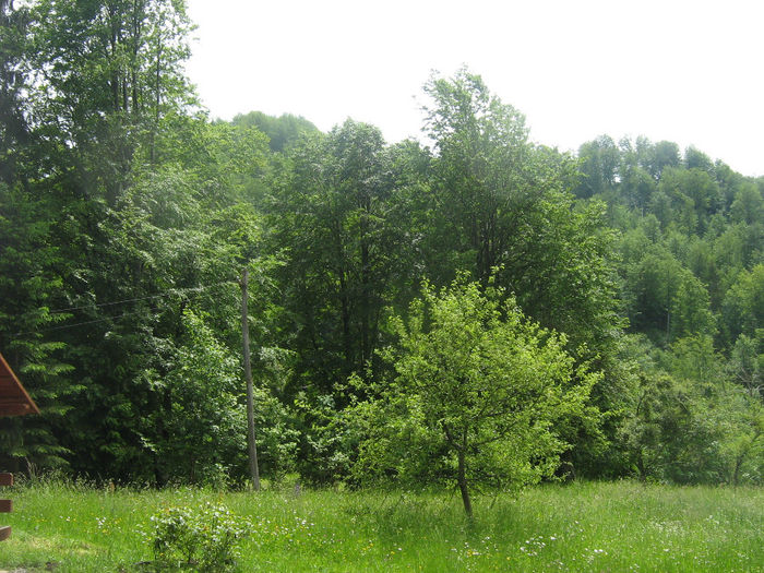 natura cu frumusetile ei 025