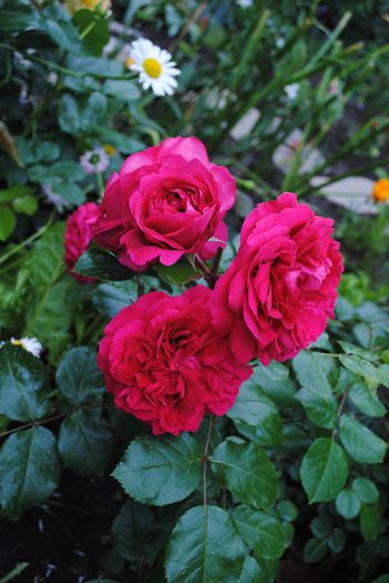 Red Leonardo da Vinci - yyy 2014 Trandafiri si clematite