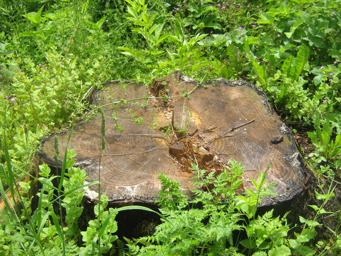 natura cu frumusetile ei 034 - la cabana