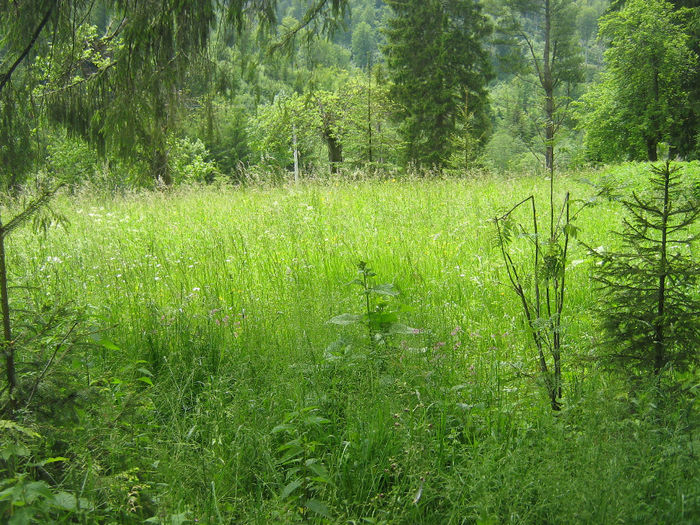 natura cu frumusetile ei 035