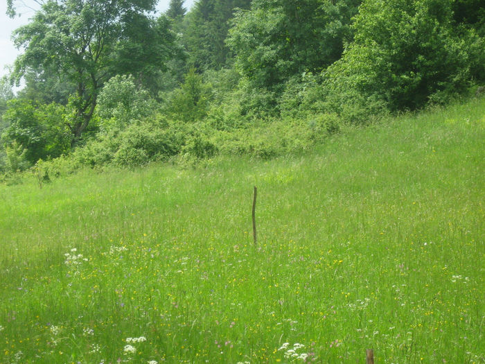 natura cu frumusetile ei 041