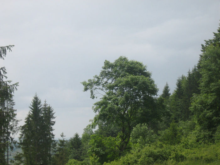 natura cu frumusetile ei 042