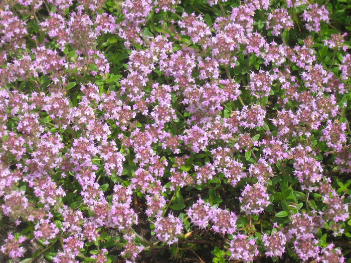 natura cu frumusetile ei 043