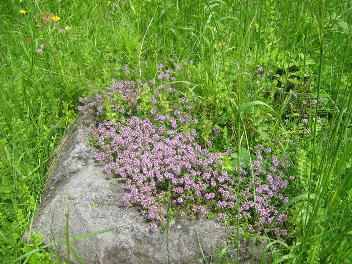 natura cu frumusetile ei 044
