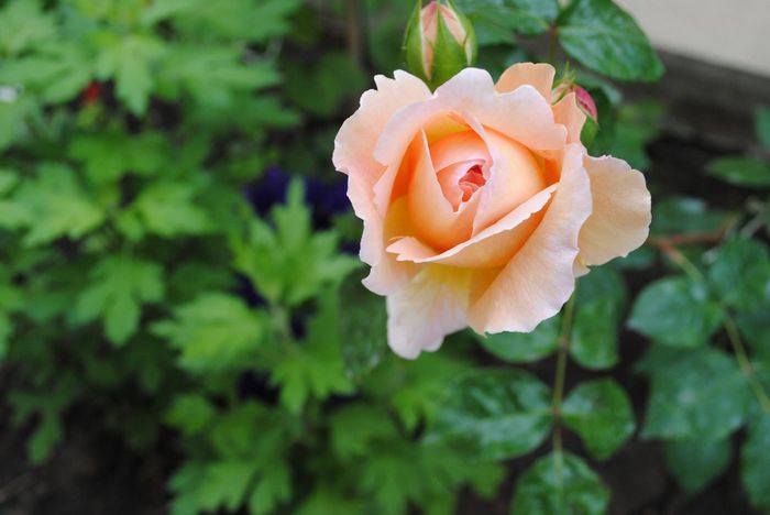 Abraham D'Arby - yyy 2014 Trandafiri si clematite