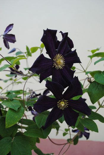 clematis Romantika - yyy 2014 Trandafiri si clematite