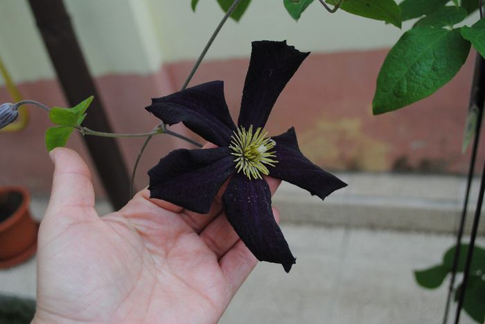 clematis Romantika - yyy 2014 Trandafiri si clematite
