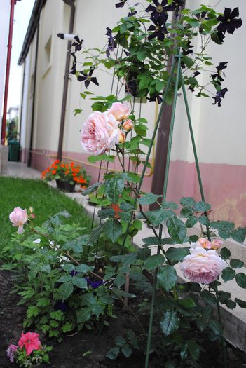 5 iunie, Abraham & Romantika