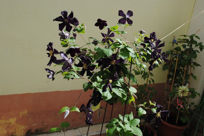 clematis Romantika